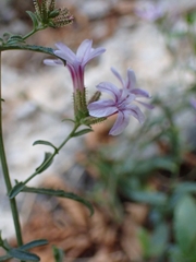 Plumbago europaea