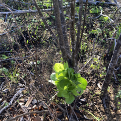Osteospermum moniliferum