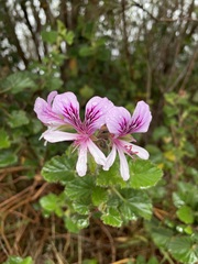 Pelargonium betulinum