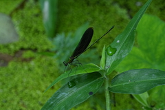 Neurobasis chinensis
