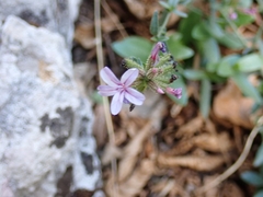 Plumbago europaea