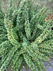 Berberis thunbergii