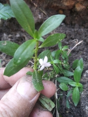 Oldenlandia corymbosa