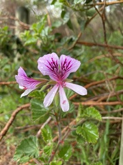 Pelargonium betulinum
