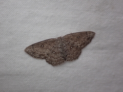 Cyclophora