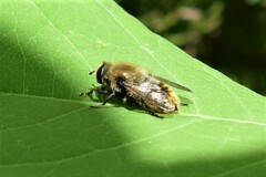 Merodon equestris