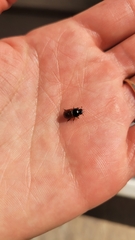 Aphodius