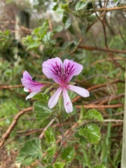 Pelargonium betulinum
