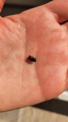 Aphodius