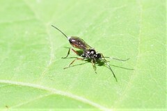 Agrothereutina