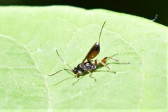 Agrothereutina