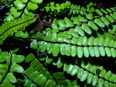 Asplenium trichomanes hastatum