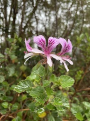 Pelargonium betulinum