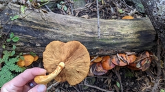 Gymnopilus