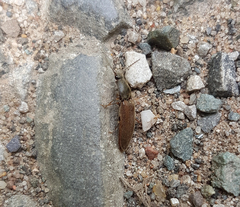 Athous haemorrhoidalis