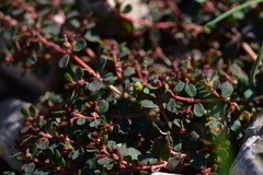 Euphorbia humifusa