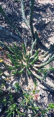 Euphorbia caput-medusae