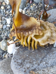 Saccharina latissima