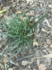 Ophiopogoneae