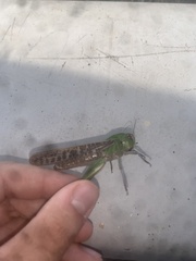Locusta migratoria