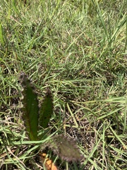 Cirsium horridulum