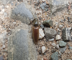 Athous haemorrhoidalis