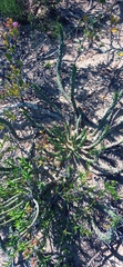 Euphorbia caput-medusae