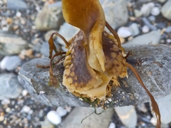 Saccharina latissima