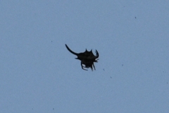 Gasteracantha falcicornis