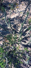Euphorbia caput-medusae