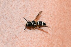 Ancistrocerus waldenii