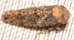 Paraphlepsius collitus