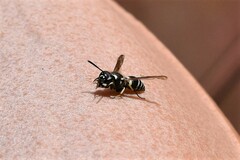 Ancistrocerus waldenii