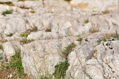 Cleistogenes serotina