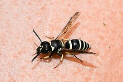Ancistrocerus waldenii