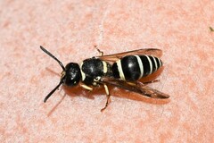 Ancistrocerus waldenii