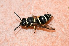 Ancistrocerus waldenii