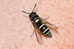 Ancistrocerus waldenii