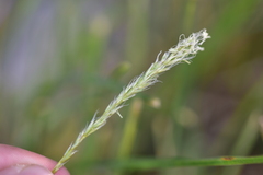 Sesleria autumnalis