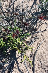 Crassula muscosa