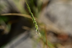 Sesleria autumnalis