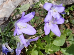 Campanula pyramidalis