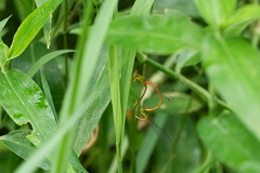 Ceriagrion auranticum