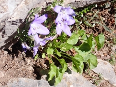 Campanula pyramidalis