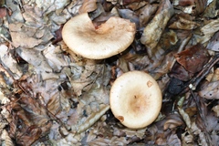 Lactarius quietus