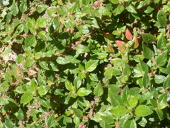 Parietaria judaica