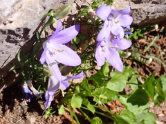 Campanula pyramidalis