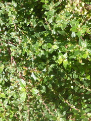 Parietaria judaica