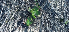 Crassula