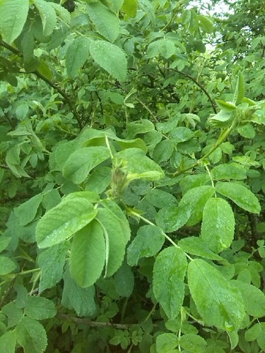 Downy rose (Rosa pseudoscabriuscula)